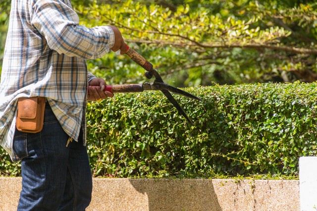 Garden Maintenance Stanmore, Queensbury, HA7
